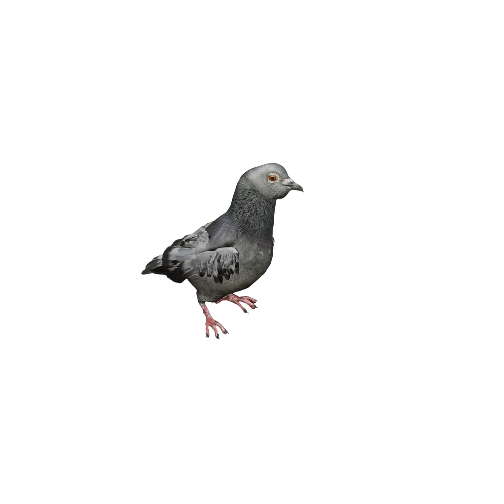 Pigeon