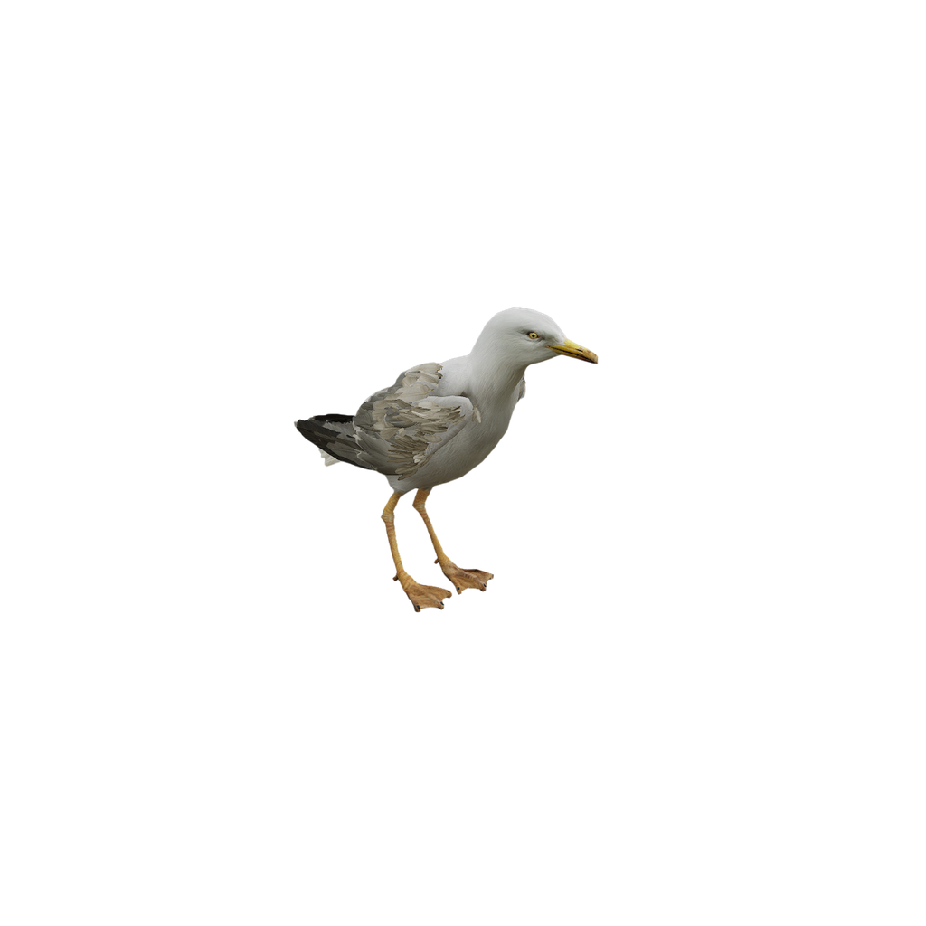 Seagull