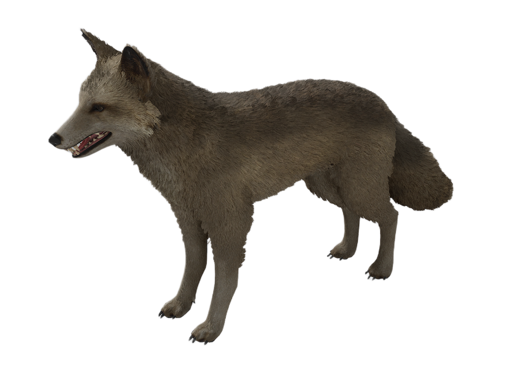 American Red Fox male fur 2