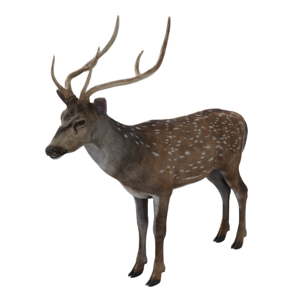 Axis Deer