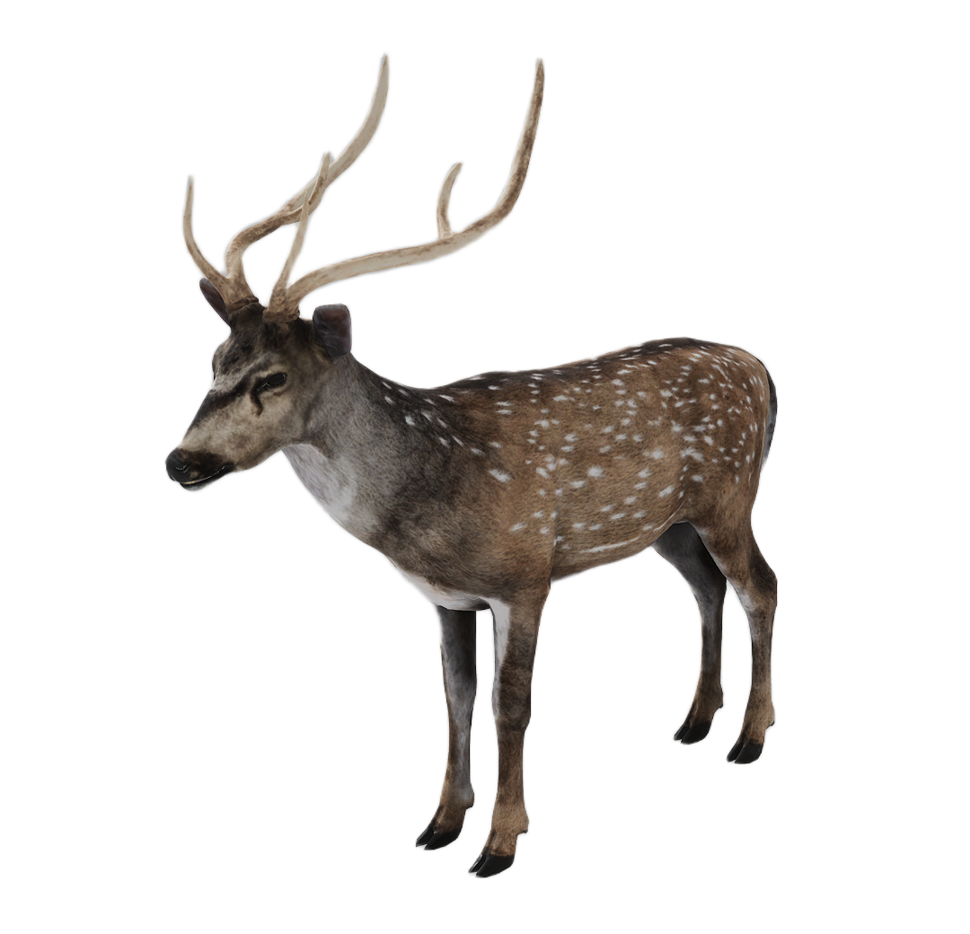 Axis Deer male fur 3