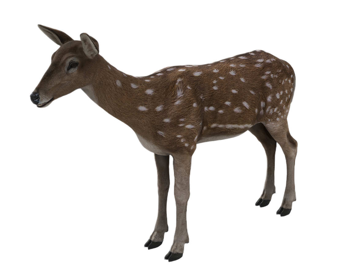 Axis Deer female fur 0