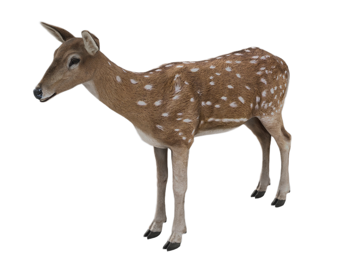 Axis Deer female fur 1