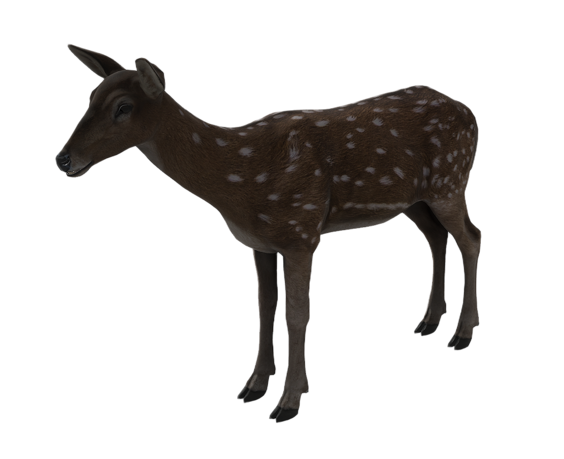 Axis Deer female fur 2