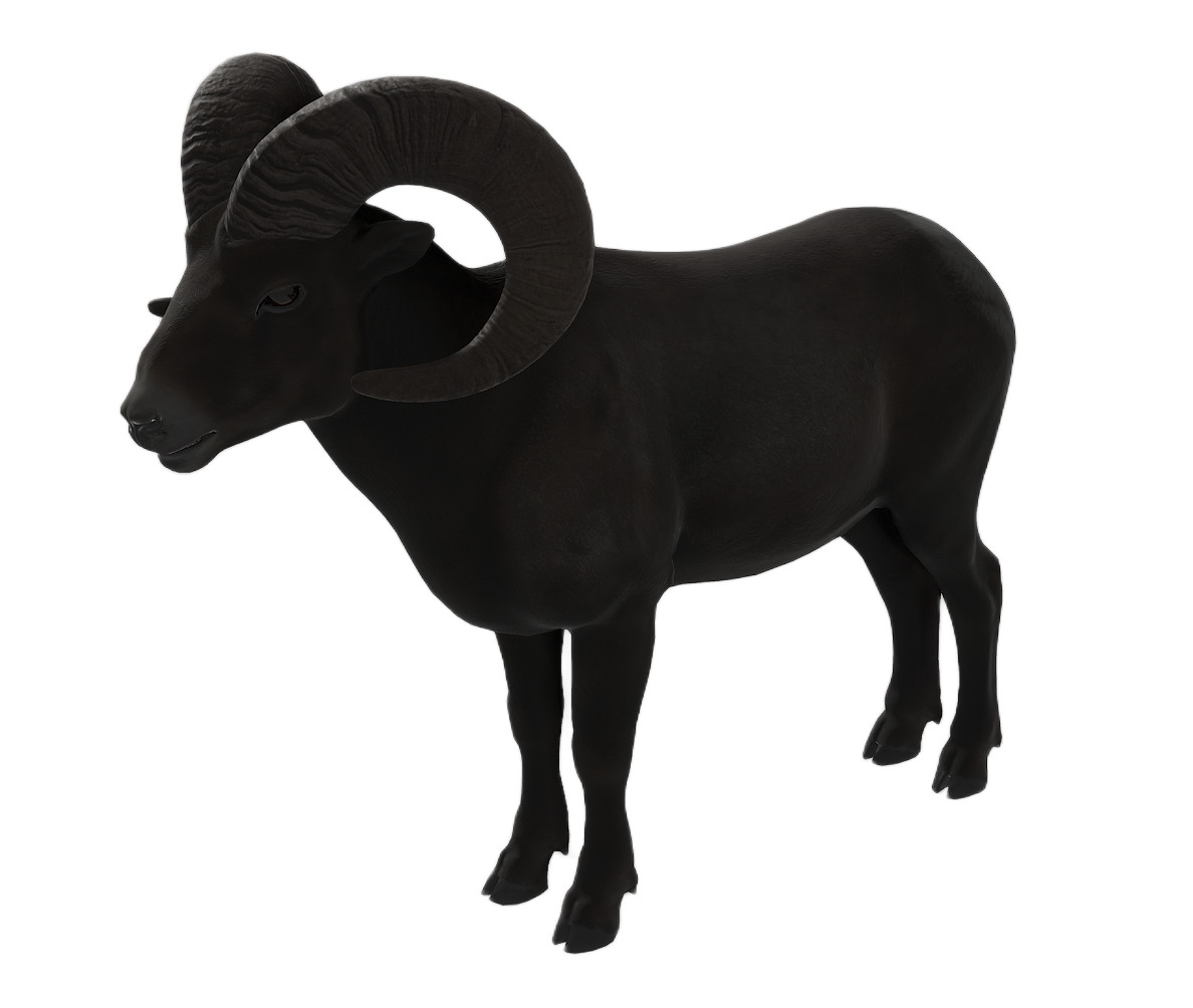 Bighorn Sheep male fur 4
