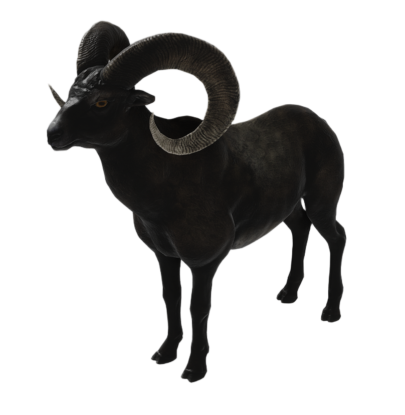 Bighorn Sheep male fur 7