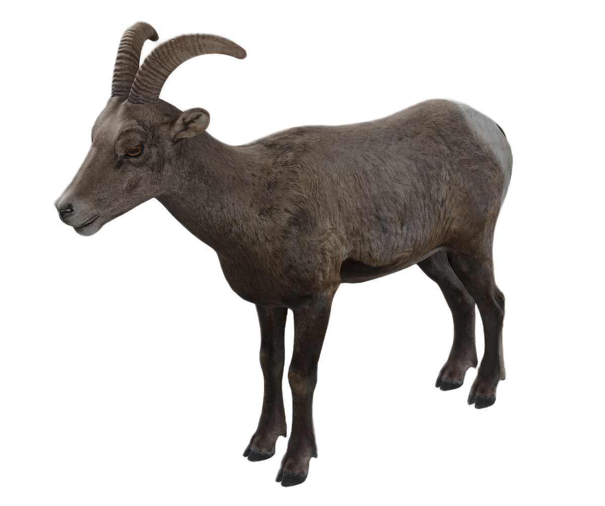 Bighorn Sheep female fur 0