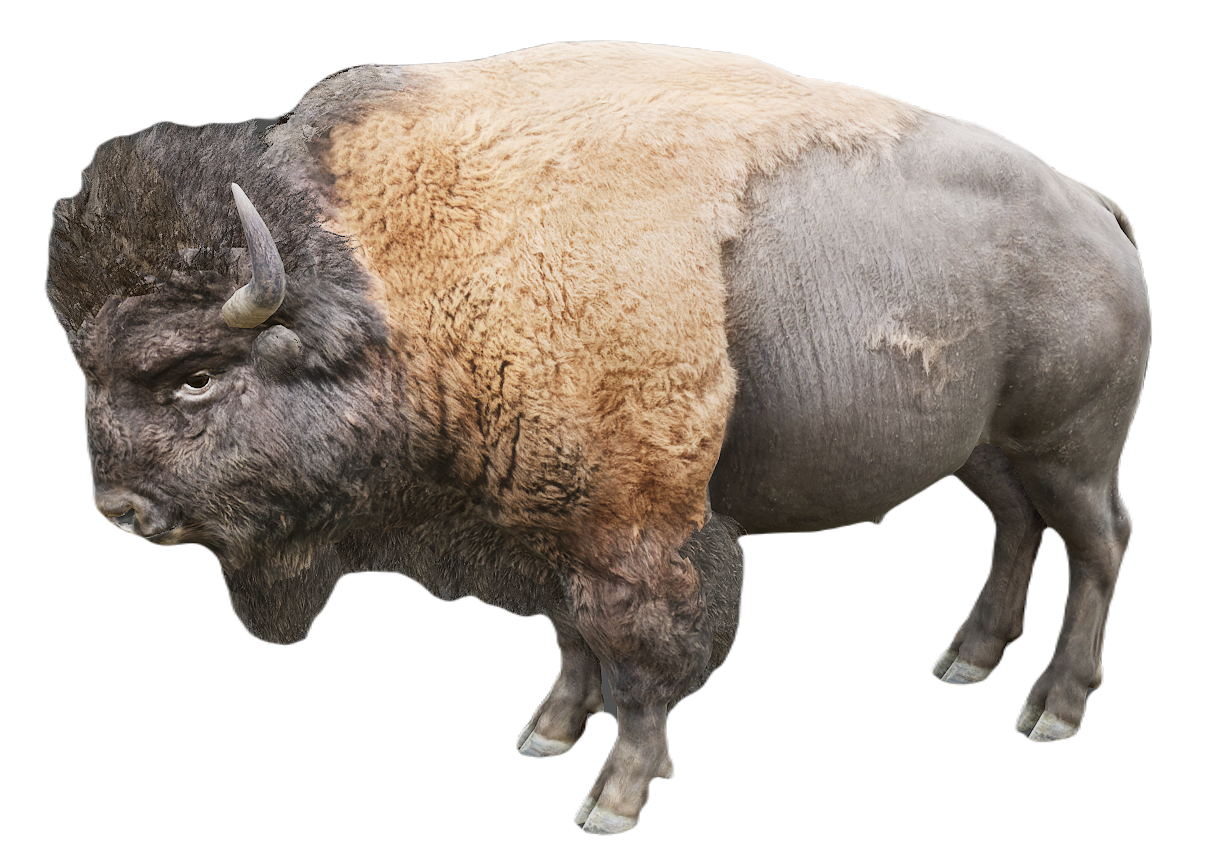 American Bison