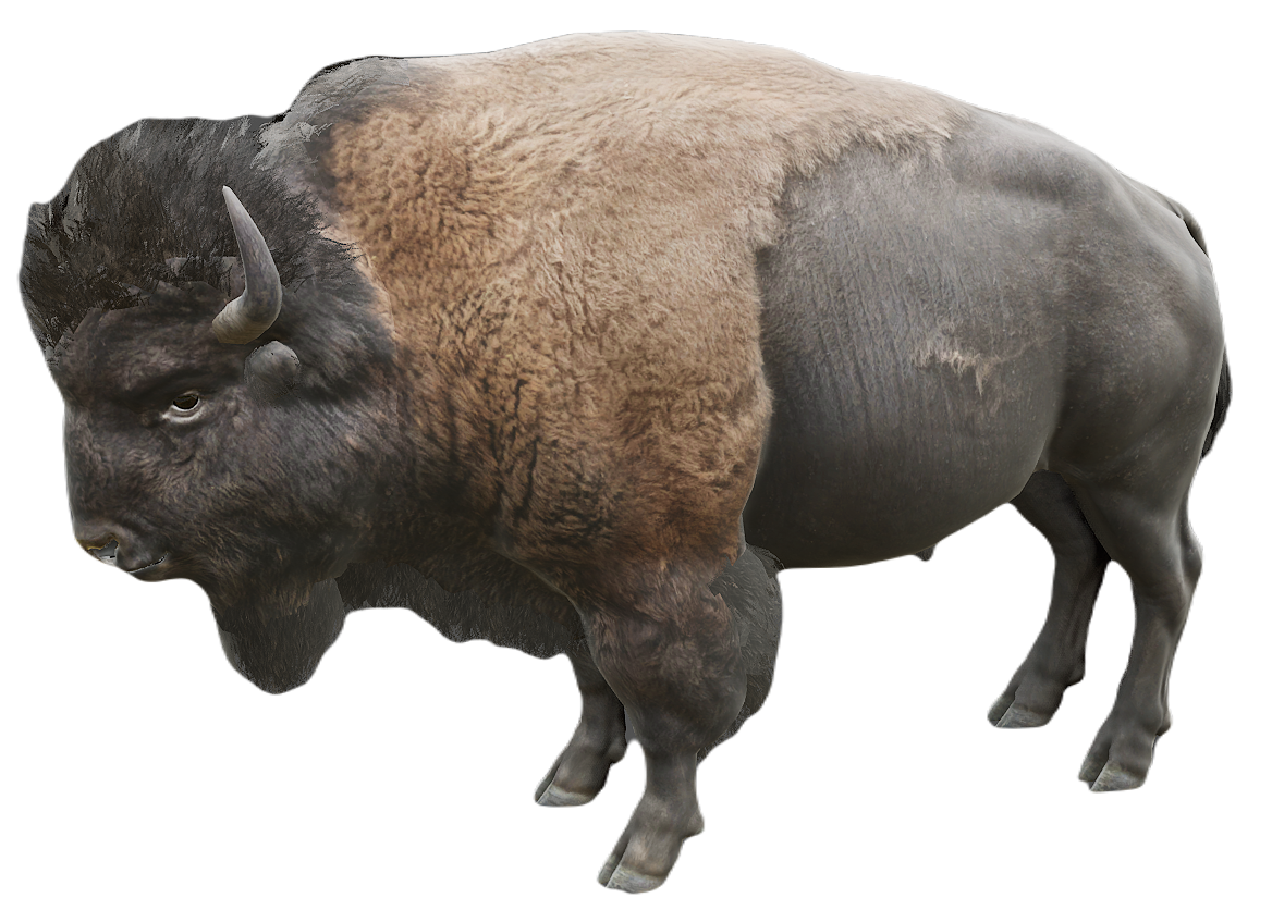 American Bison male fur 1