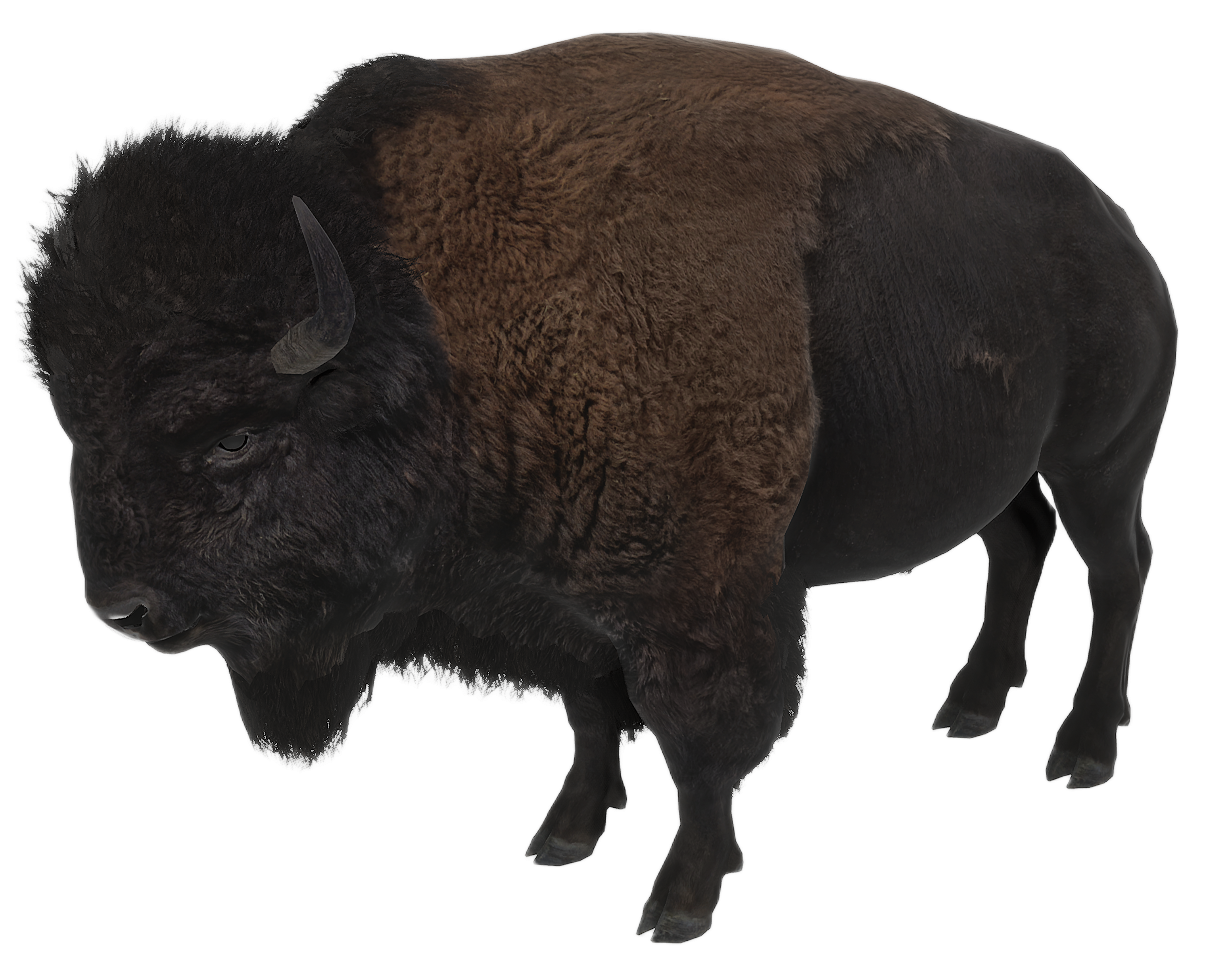 American Bison male fur 2