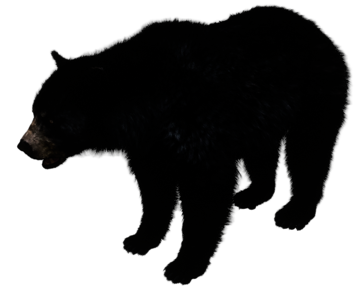 Black Bear male fur 1