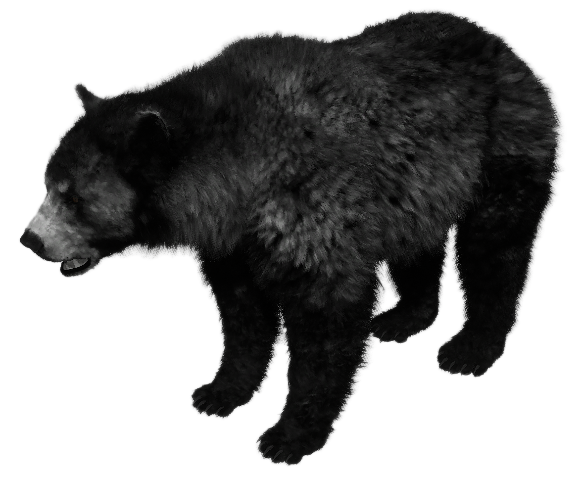 Black Bear male fur 3