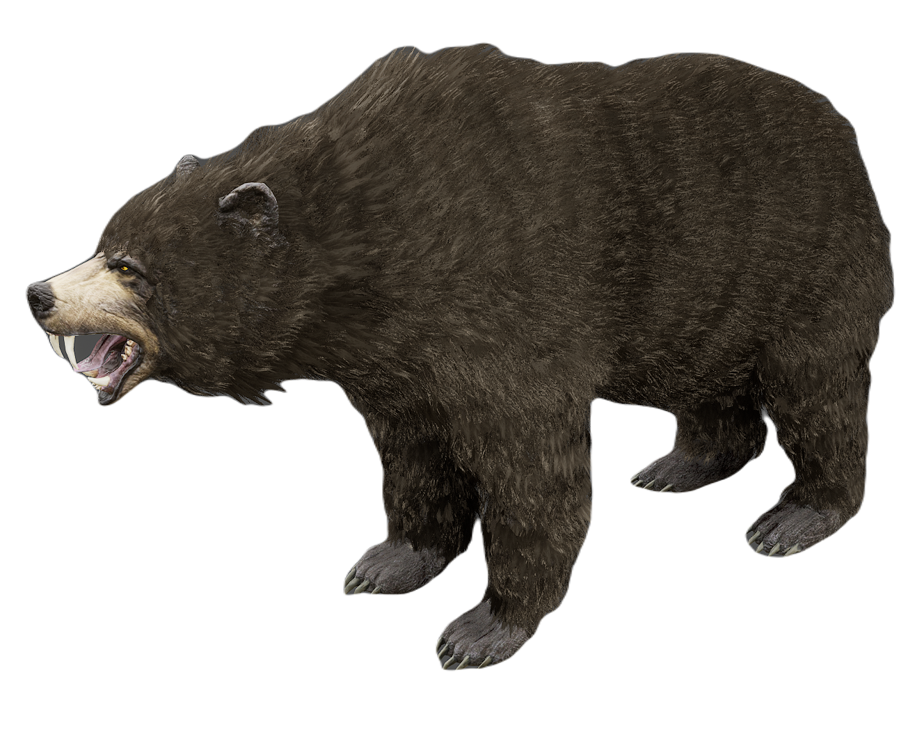 Black Bear male fur 5