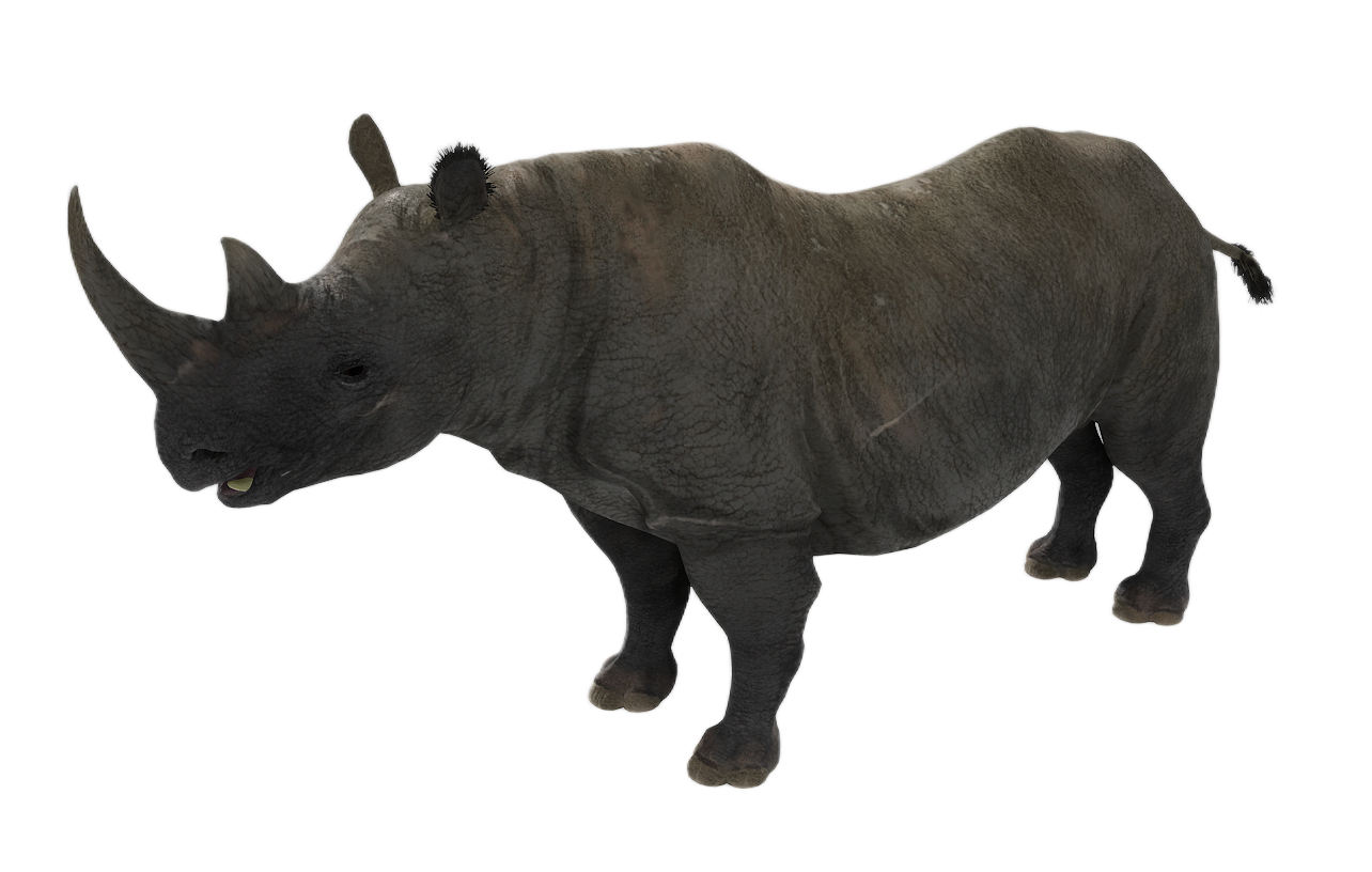 Black Rhinoceros