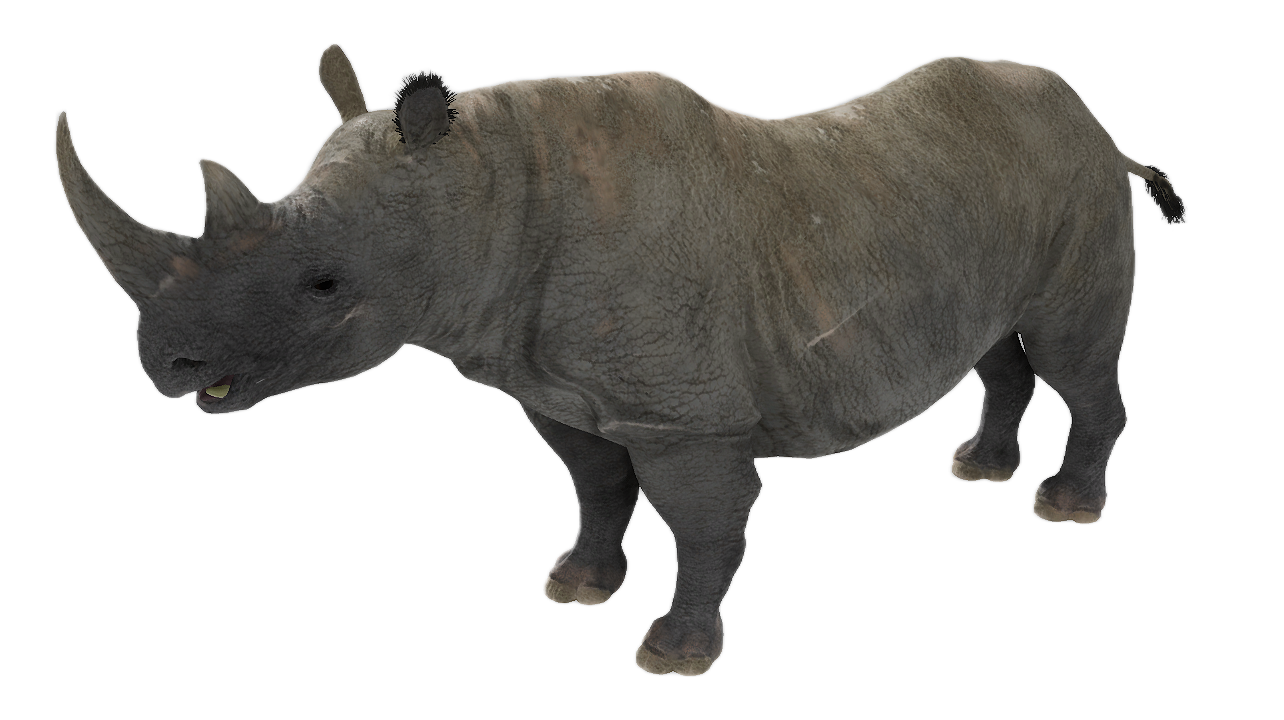 Black Rhinoceros male fur 1
