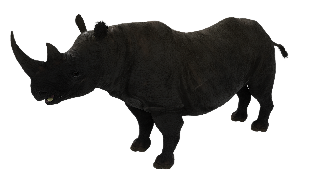Black Rhinoceros male fur 2