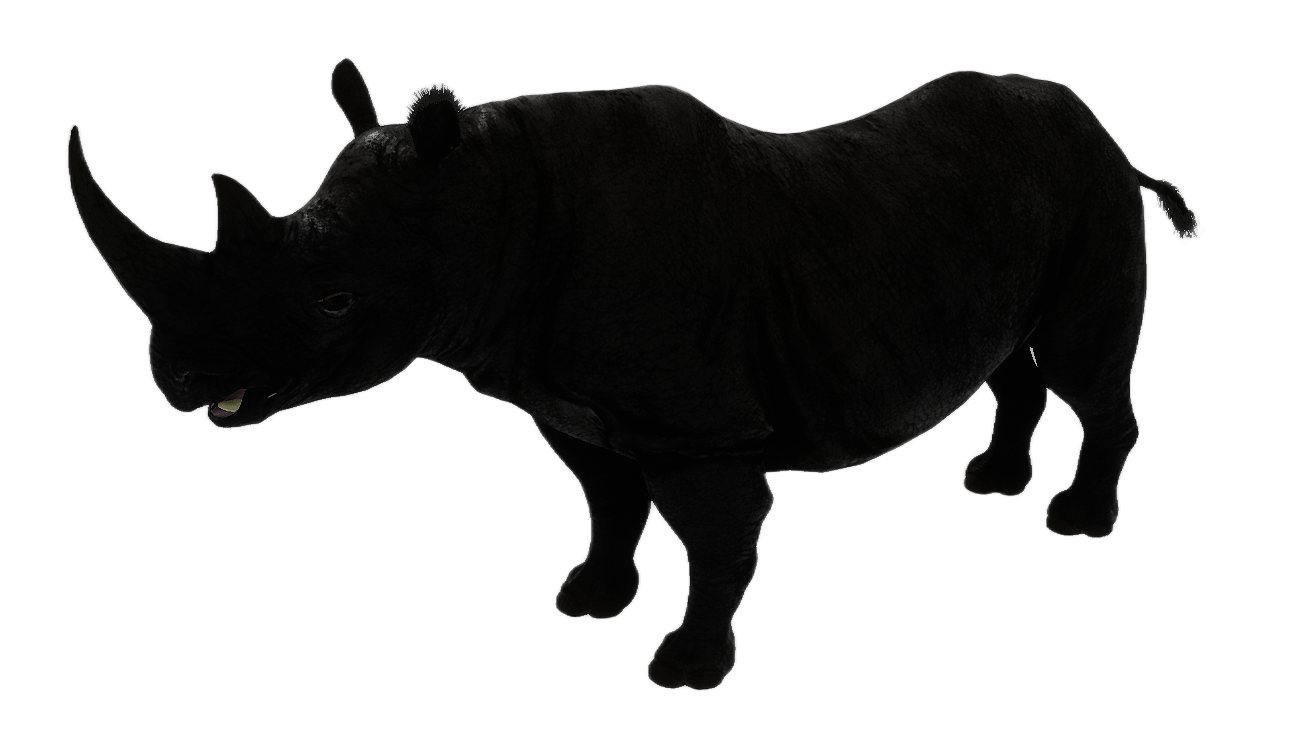 Black Rhinoceros male fur 4