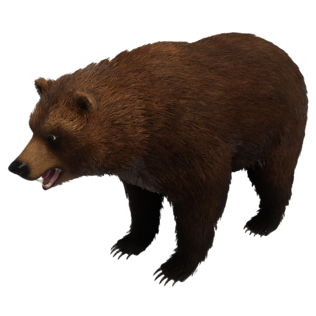 Brown Bear male fur 2
