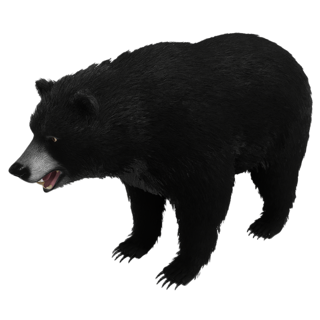 Brown Bear male fur 4
