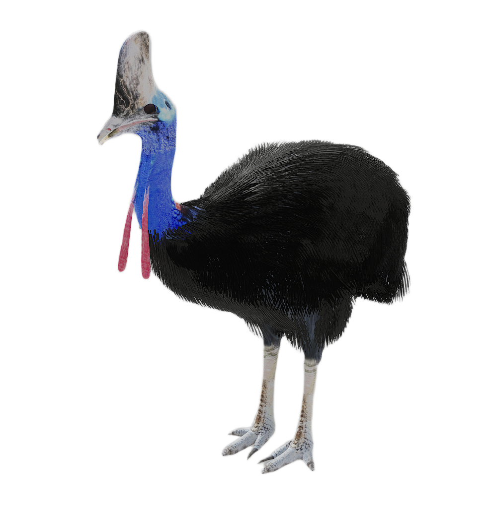 Cassowary male fur 1