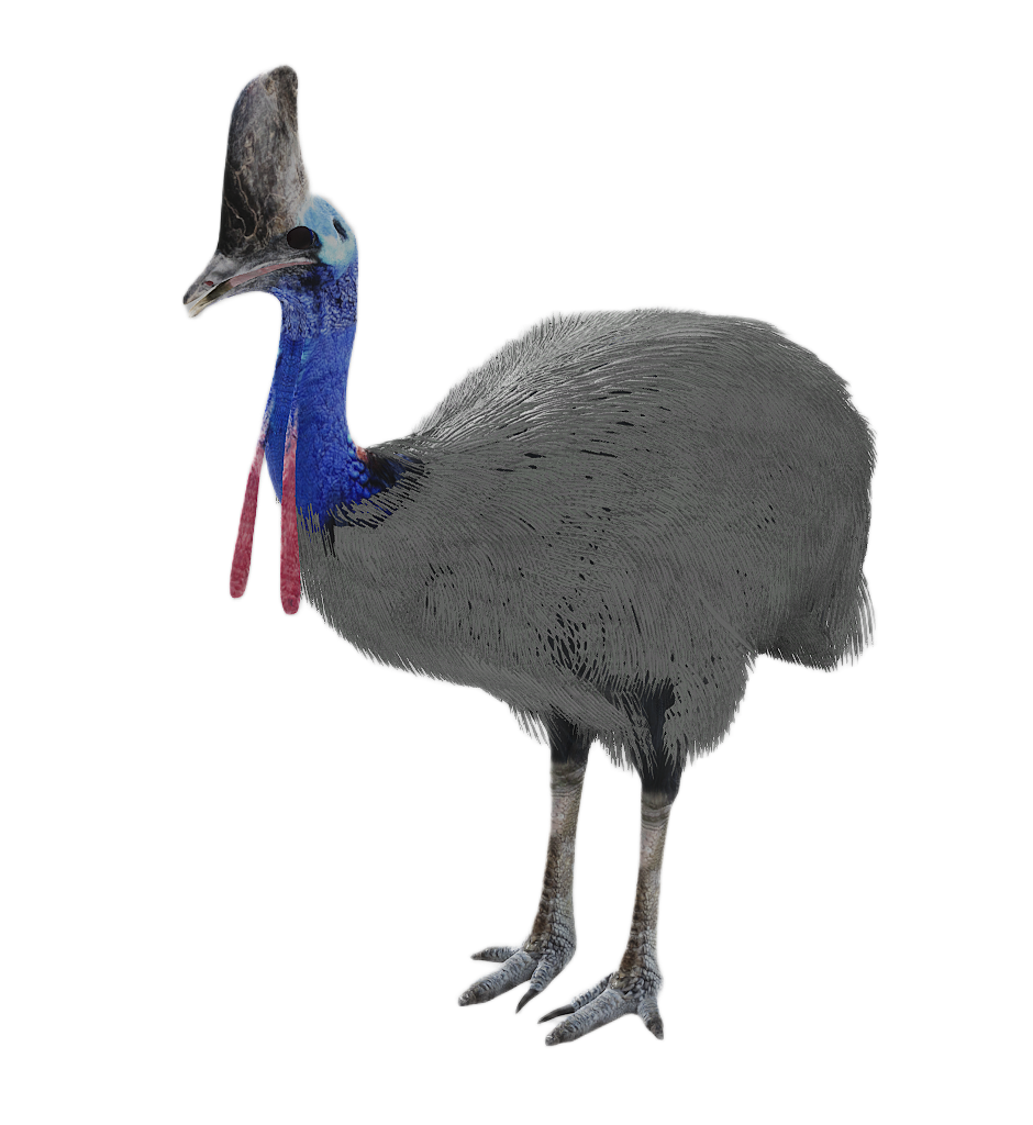 Cassowary male fur 2