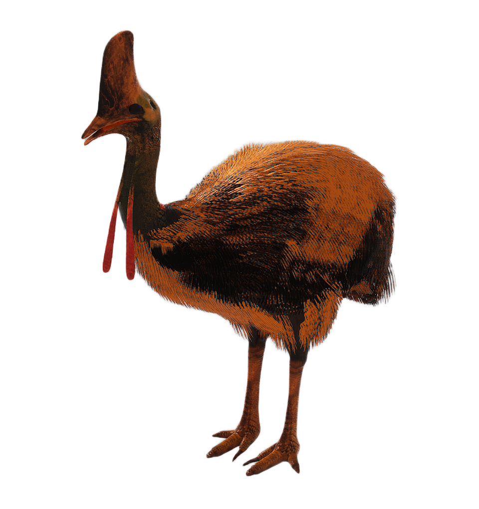 Cassowary male fur 3