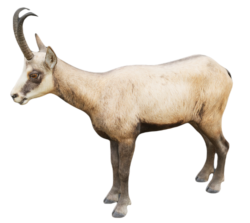 Chamois