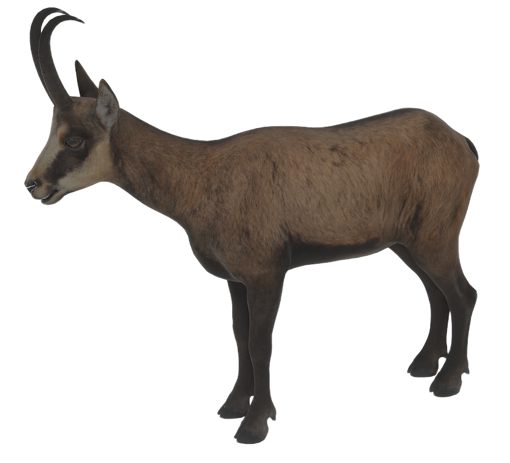 Chamois male fur 2