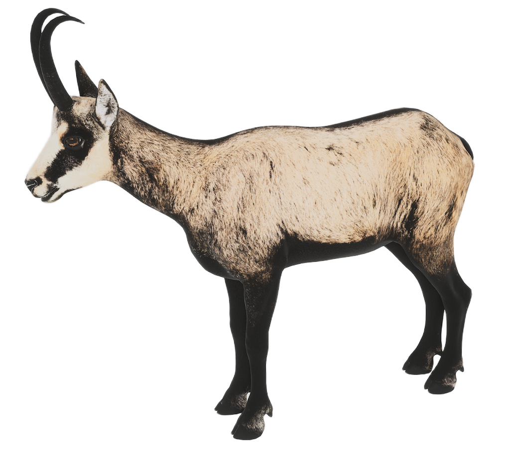 Chamois male fur 4