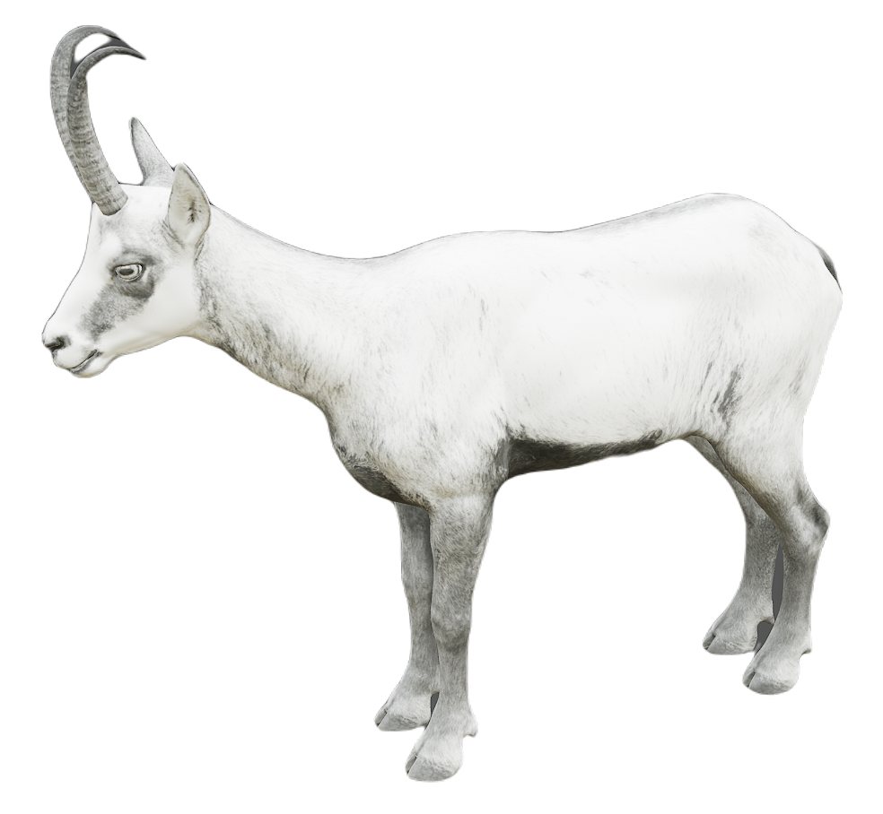 Chamois male fur 6