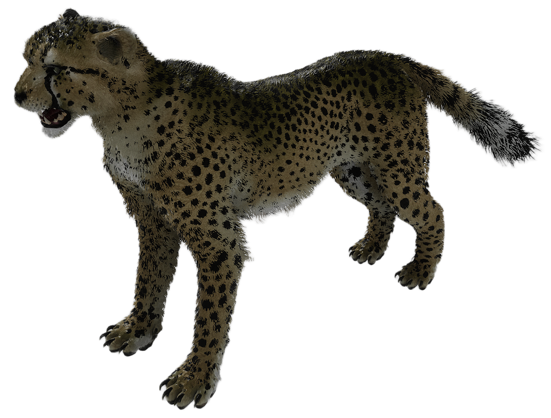 Cheetah male fur 2