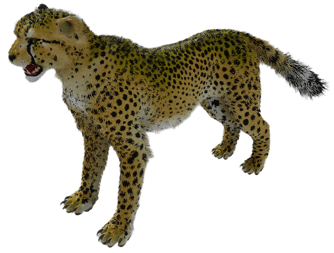 Cheetah male fur 3