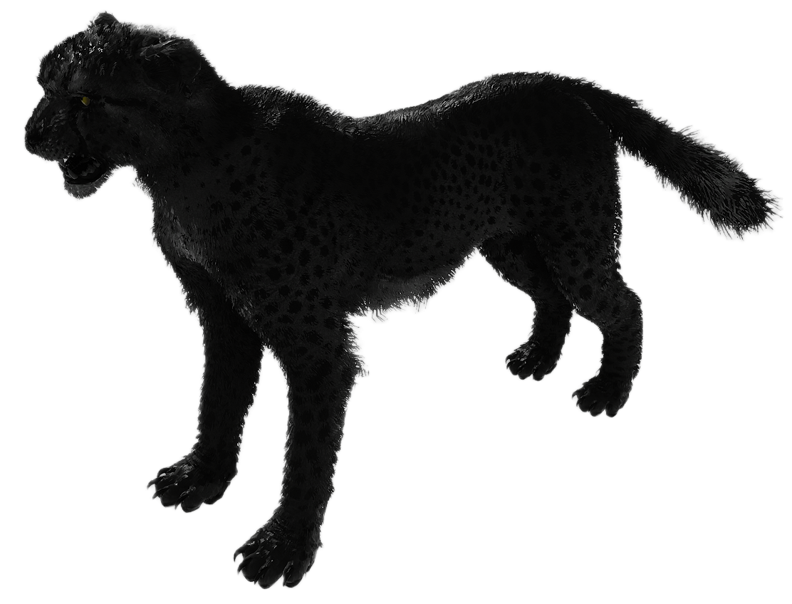 Cheetah male fur 4
