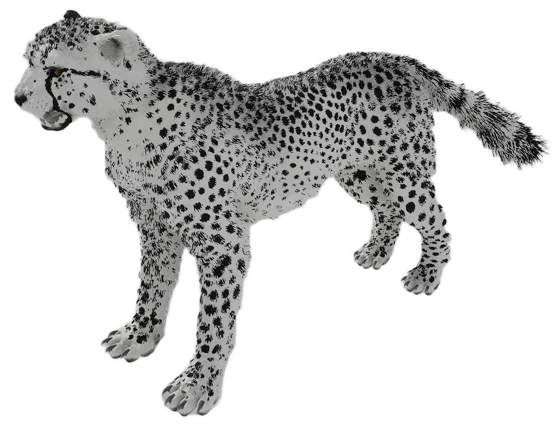 Cheetah male fur 6