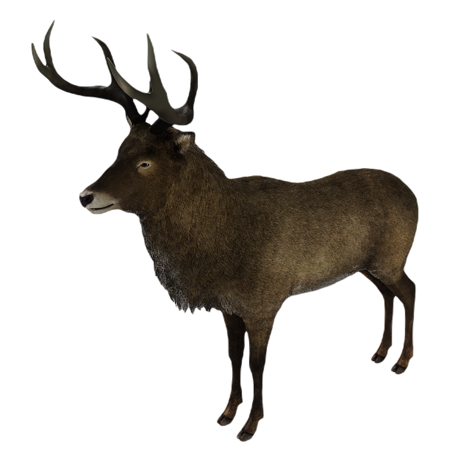 Corsican Deer