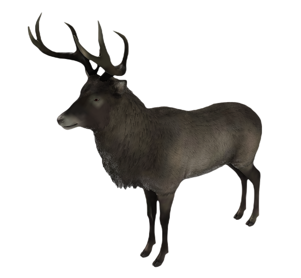 Corsican Deer male fur 1