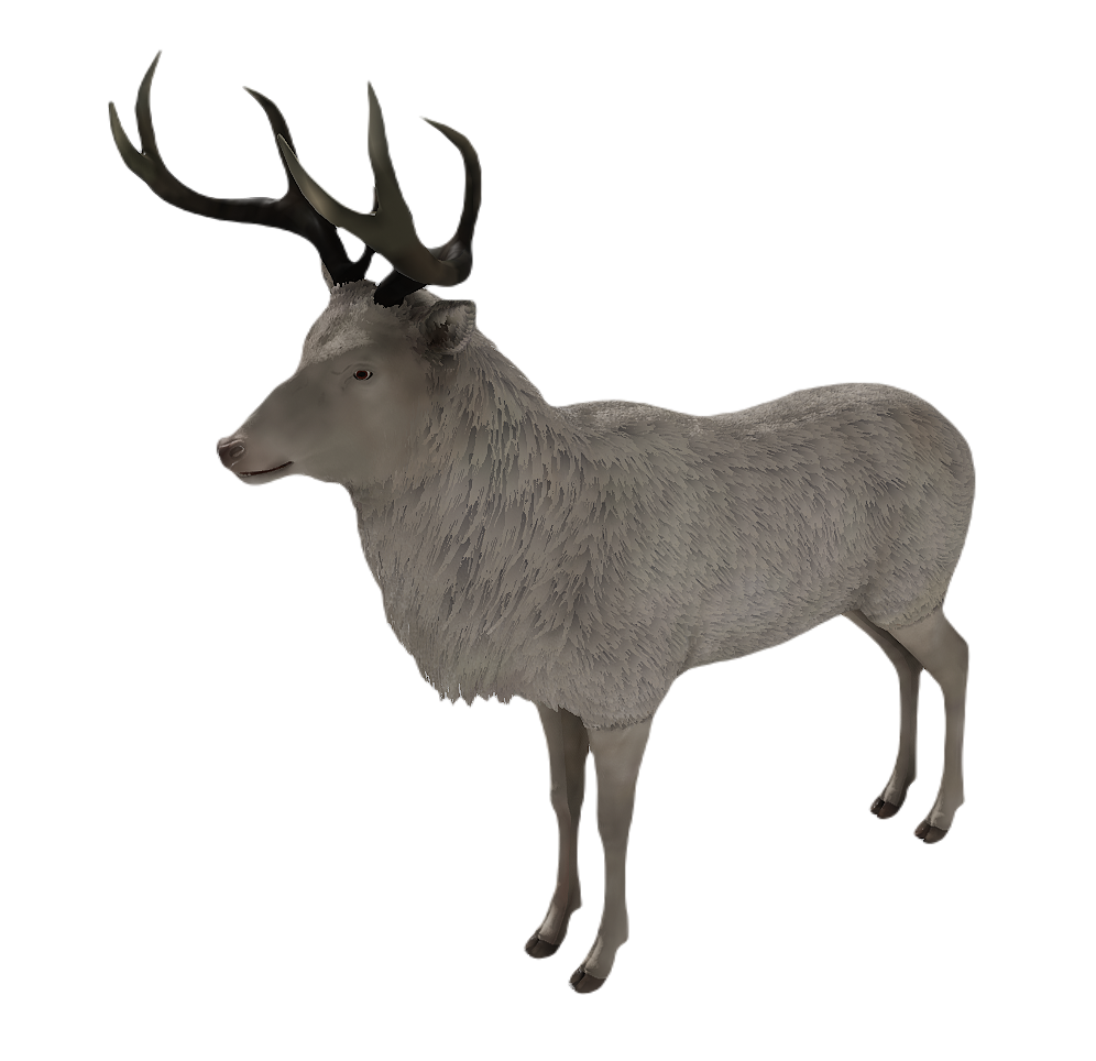 Corsican Deer male fur 6