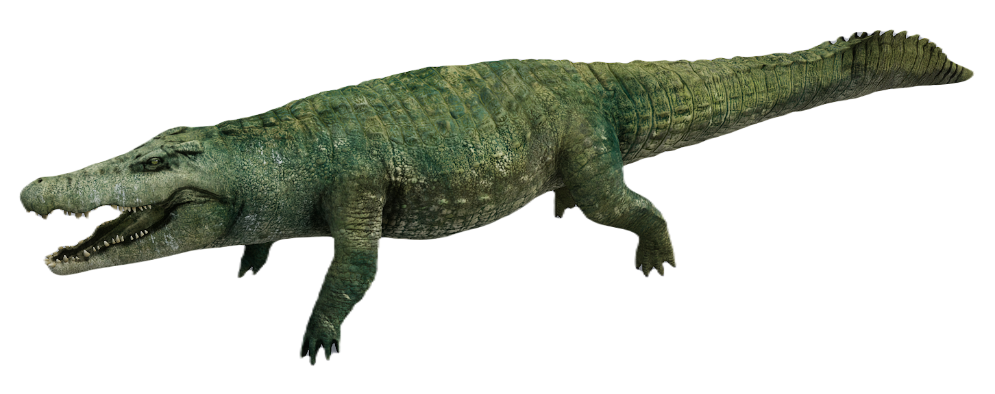 Crocodile