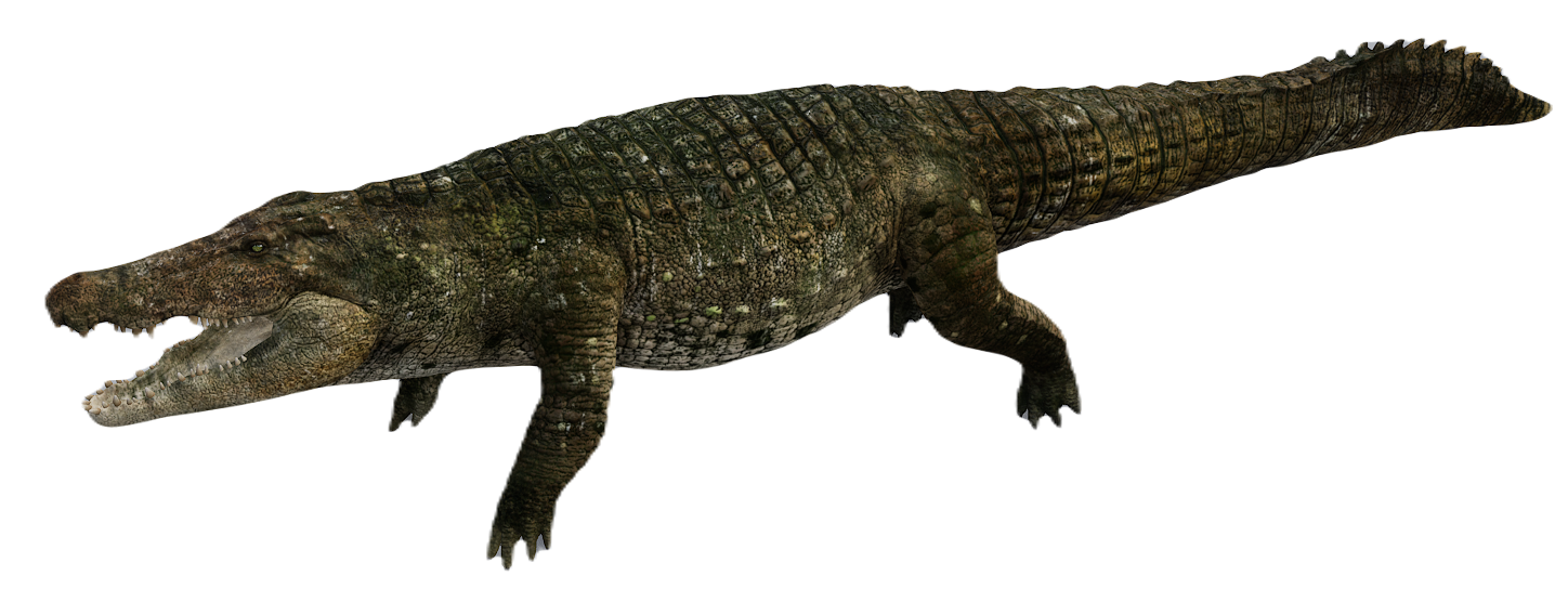 Crocodile male fur 3