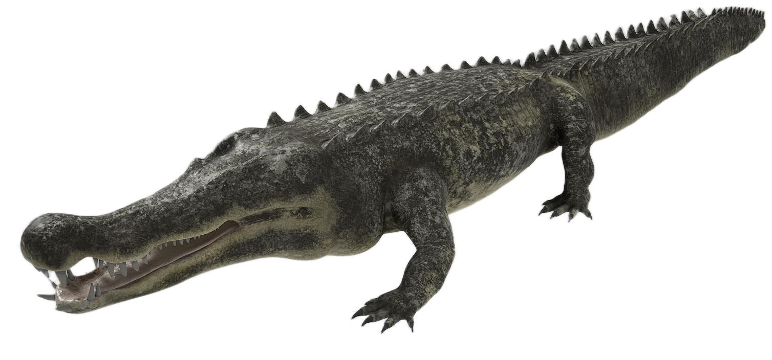 Crocodile male fur 5
