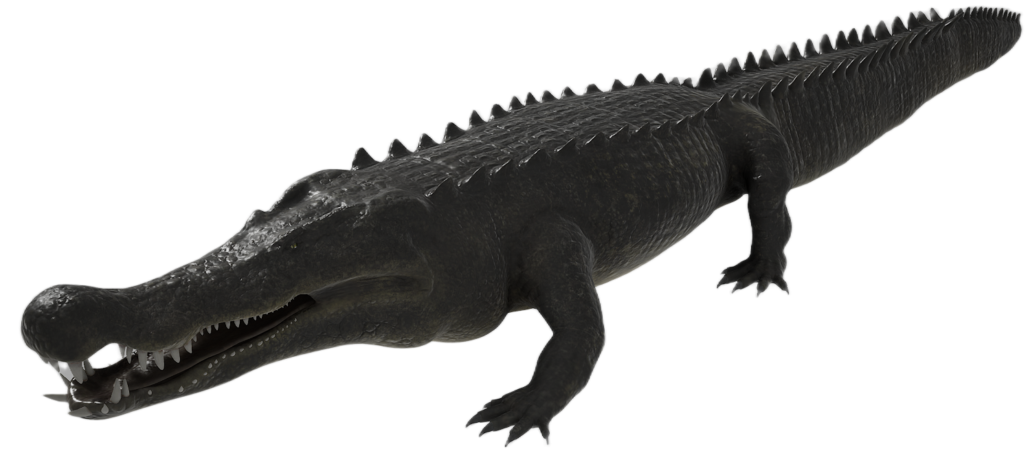 Crocodile male fur 7