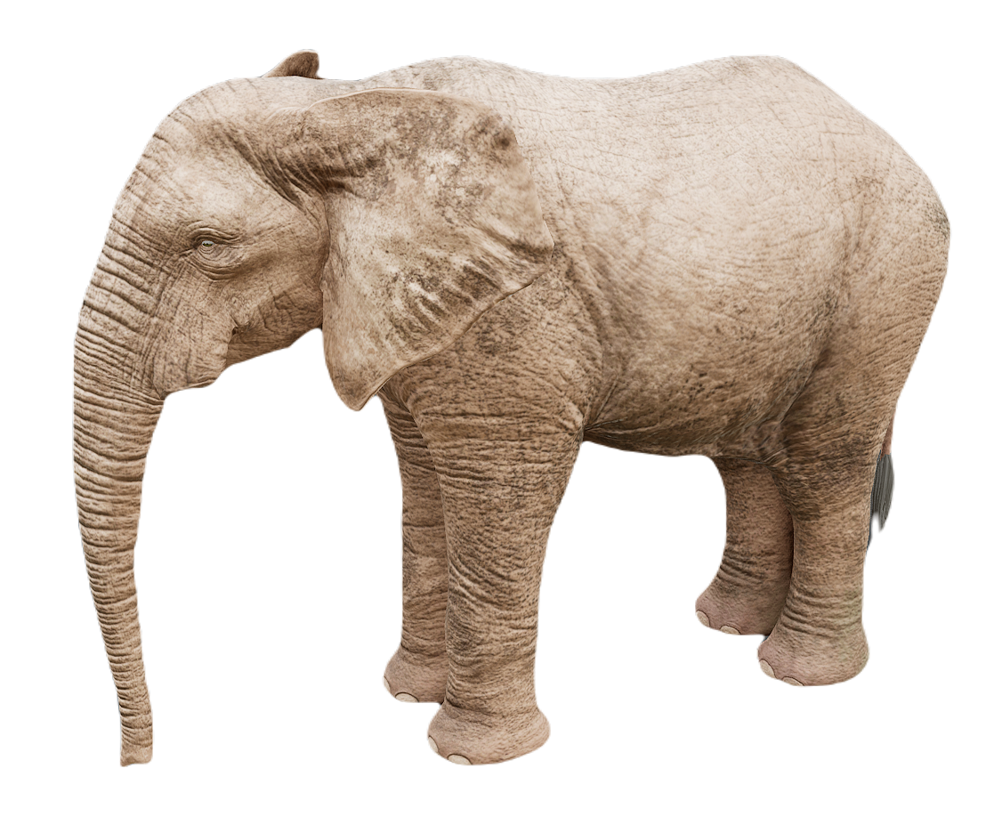 African Elephant male fur 2