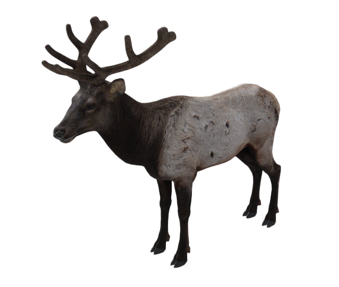 Elk