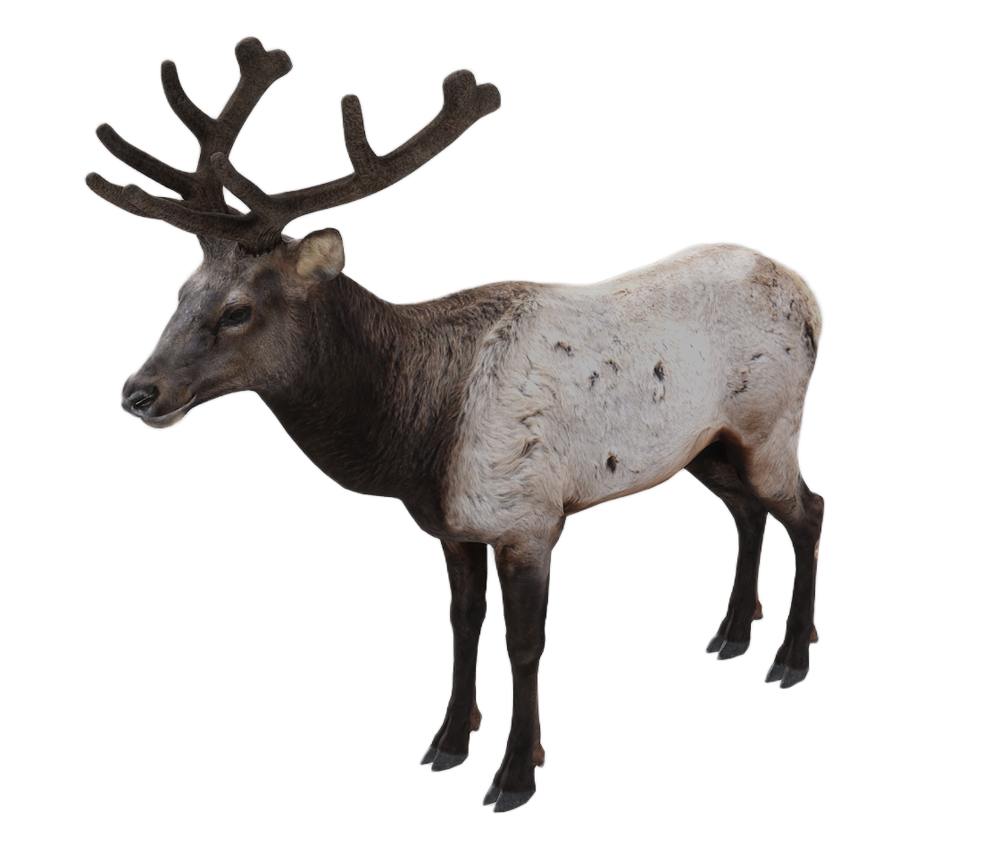 Elk male fur 1
