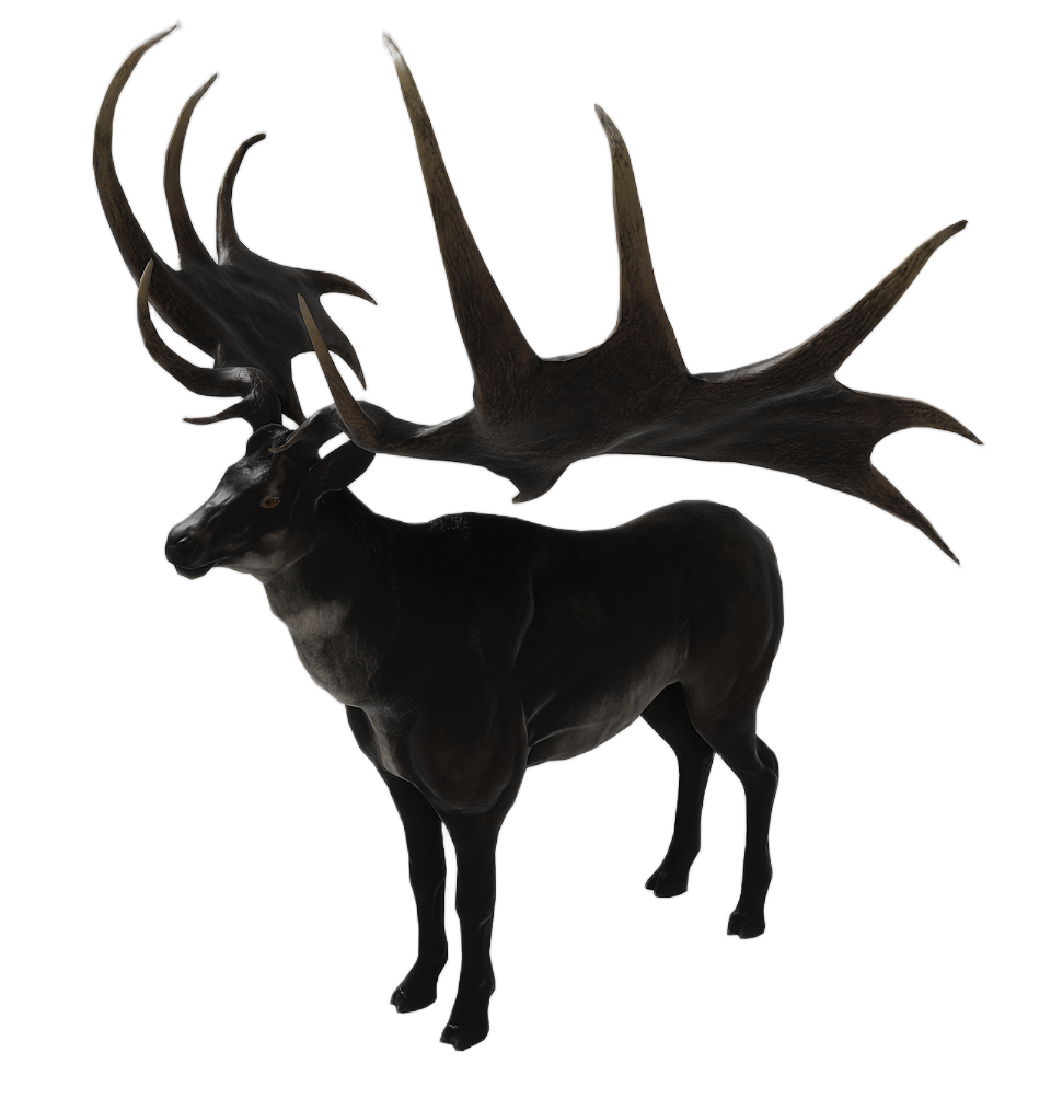 Elk male fur 7