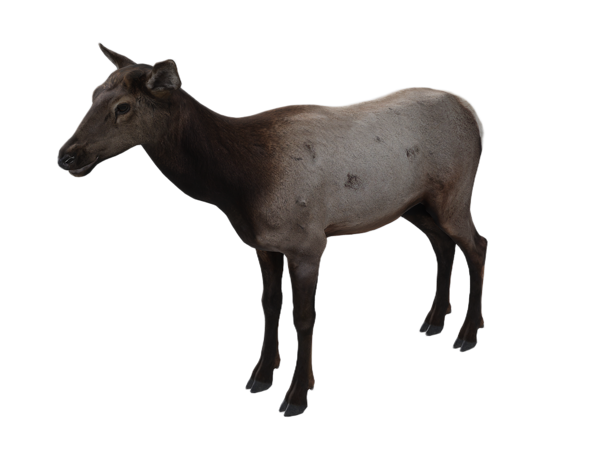 Elk female fur 0