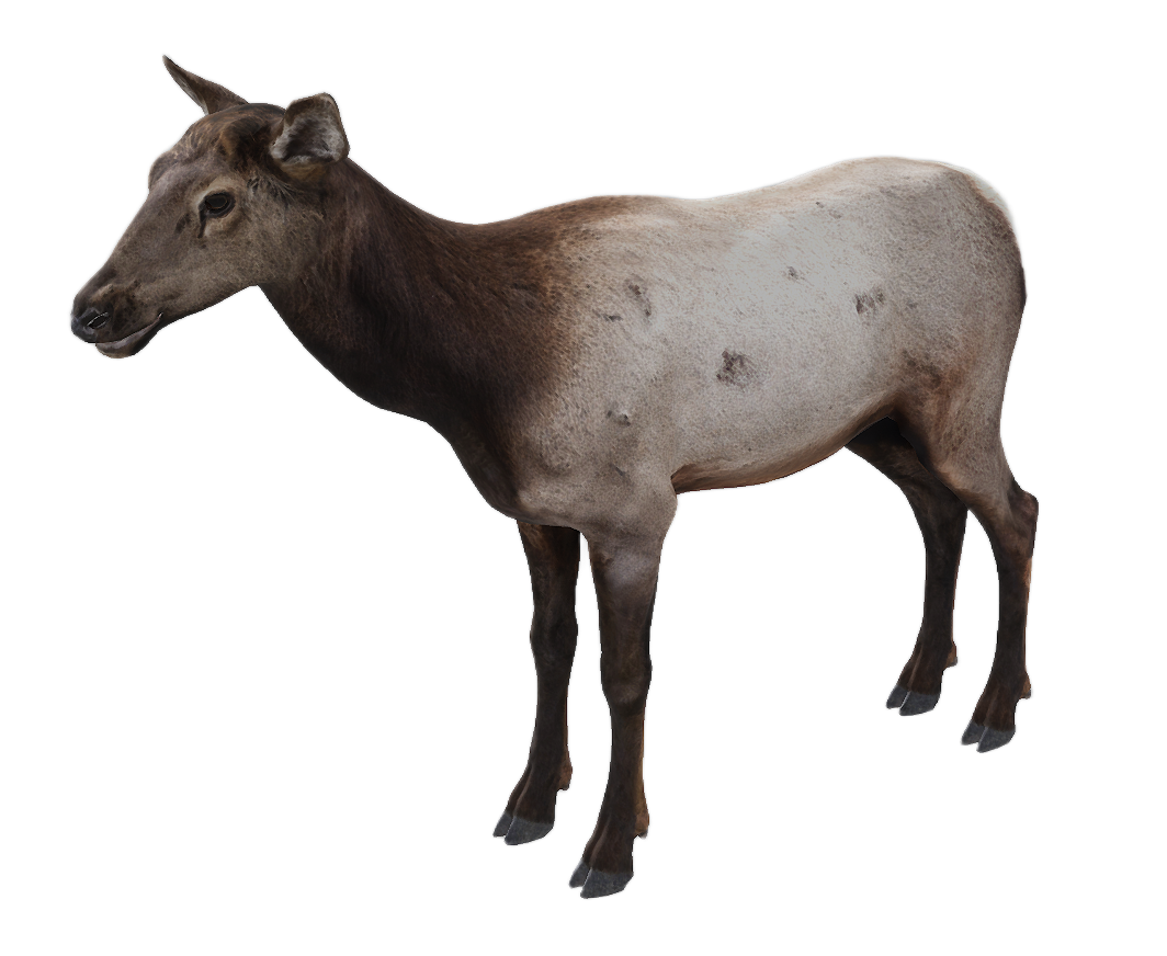 Elk female fur 1