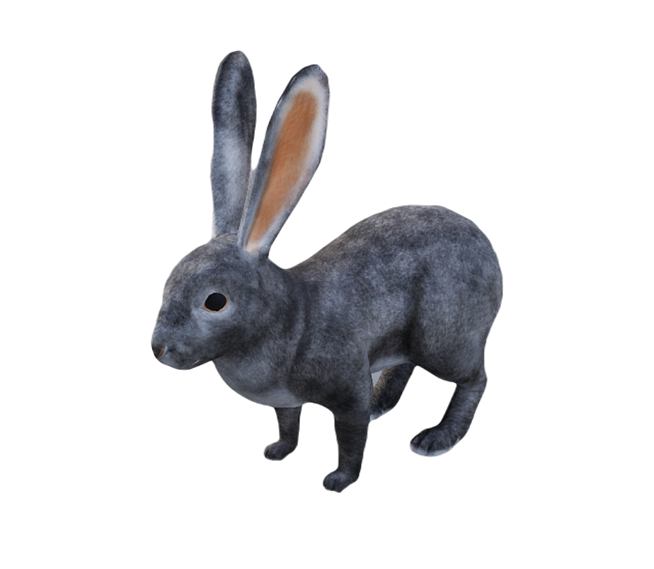 European Rabbit male fur 1