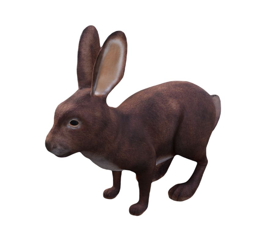 European Rabbit male fur 4