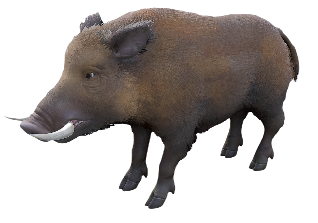European Wild Boar male fur 4